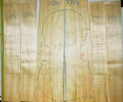 cello poplar back and sides